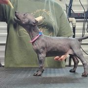 Tamale - Black Xoloitzcuintli puppy in Georgia from Tailwynd Kennels