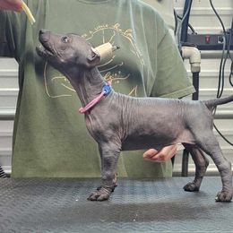 Tamale - Black Xoloitzcuintli puppy in Georgia from Tailwynd Kennels