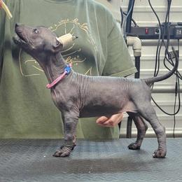 Tamale - Black Xoloitzcuintli puppy in Georgia from Tailwynd Kennels