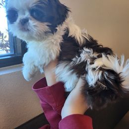 Shih Tzu Puppies from Jannete's Shih Tzus
