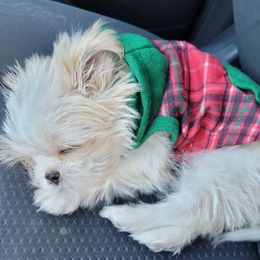 Shih Tzu Puppies from Sugar Paws Heavenly Shih Tzu’s