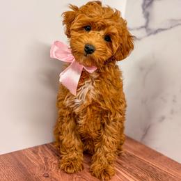 Devi - Red  female Goldendoodle puppy in Santa Clara, Utah from Desert Dawn Doodles