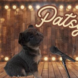 Patsy - Blue female French Bulldog puppy in Ennis, Texas from Family Farm Frenchies