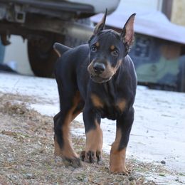 Doberman Pinscher Puppies from Obsidian Kennels