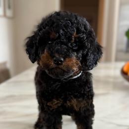 Male No. 2 Phantom - Phantom male Bernedoodle puppy in Modesto, California from Central Valley Canine Companions