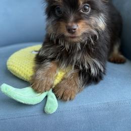 Marcos - Chocolate and tan male Yorkshire Terrier puppy in Cape Coral, Florida from Katherine’s Yorkies and Poodles