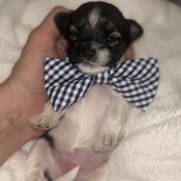 Cookie - Black and white male Shihpoo puppy in Denver, Colorado from Angel babies
