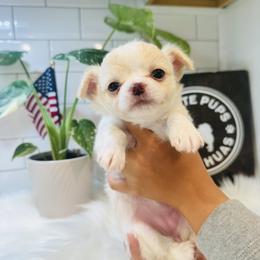 Pixie - Cream and white female Chihuahua puppy in Dayton, Ohio from Petite Pups Chihuahuas