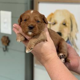 Ella - Red  female Goldendoodle puppy in Wharton, Texas from Little Fur Friends