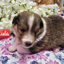 Paula - White and sable female Shetland Sheepdog puppy in Caldwell, Texas from Candyce Witte