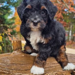 Mini Australian mountain doodle pumpkin - male Australian Mountain Doodle puppy in Salem, Missouri from Meadowbrook Poodles