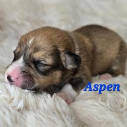 Aspen - Sable male Pembroke Welsh Corgi puppy in Lake Elsinore, California from Rose Petal Corgis