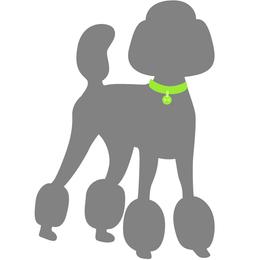 Lime collar boy - Black male Poodle puppy in Forest City, Florida from Forest City Standard Poodles