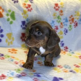 Special - Chocolate male Dachshund puppy in Henrico, Virginia from All About Pets