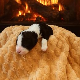 Sheepadoodle Puppies from The Artman Family