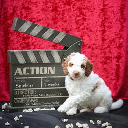 Snickers (boy) brown collar - Parti Goldendoodle puppy in Corona, California from Fluffy Puppy Mini Doodles LLC
