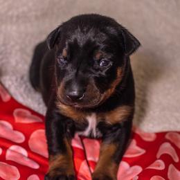 Sky Blue - Black and rust female Doberman Pinscher puppy in Shelby, North Carolina from IronBee Dobermans