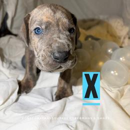 X (later changed to Milo) - Brindle male Great Dane puppy in Columbus, Ohio from Von Schaaf Haus DuPree