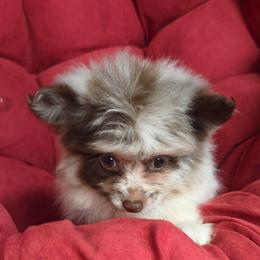 Hunnibunnies betty boop - Chocolate merle female Pomeranian puppy in Cleveland, Ohio from Hunnibunnies
