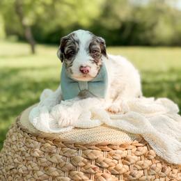 Chunk - Merle male Goldendoodle puppy in Ooltewah, Tennessee from Allison Family Doodles