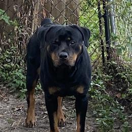Brynn - Rottweiler