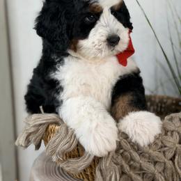 Fern - Tri-color female Bernedoodle puppy in Syracuse, Utah from Redrockbernedoodles