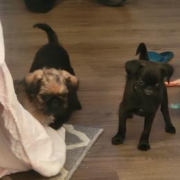 Girl 2 - female Brussels Griffon puppy in Pensacola, Florida from Fretwell's Fabulous Griffons