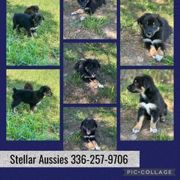 Dino - Black tri-color male Australian Shepherd puppy in Asheboro, North Carolina from Stellar Aussies