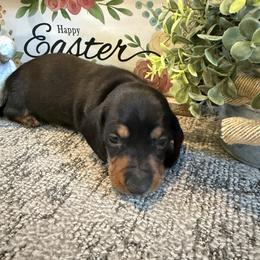 Toby - Black and tan male Dachshund puppy in Keota, Oklahoma from Skyview Doxie Ranch