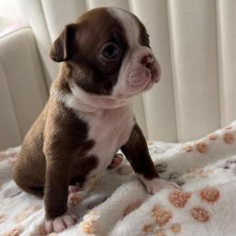 Frankie - Seal and white female Boston Terrier puppy in Rosemont, California from Sacred Paw Sanctuary
