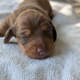 Bella - Chocolate and tan female Dachshund puppy in Waddell, Arizona from The Bearded Companions