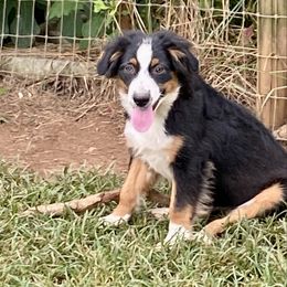 Girl3 - Black tri female Miniature Australian Shepherd puppy in Harmony, North Carolina from Carolina Pride Aussies