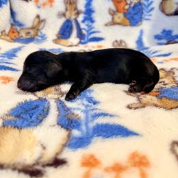 Venus - Wild boar female Dachshund puppy in Nampa, Idaho from 208 Wiener Wiggle Butts LLC