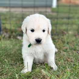 (Green collar) - Light golden male Golden Retriever puppy in Decatur, Indiana from Golden Bundles