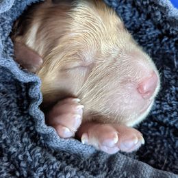 Golden Retrievers from SW Retrievers
