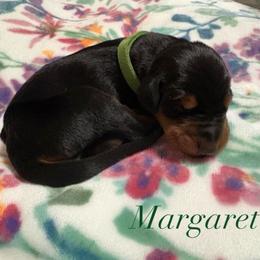Margaret - Black and rust female Doberman Pinscher puppy in Coplay, Pennsylvania from By My Side Germans Shepherds & Dobermans