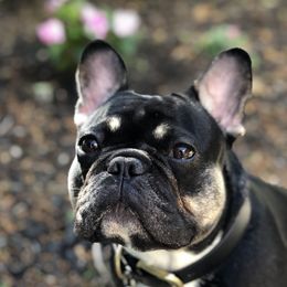 Bean - French Bulldog