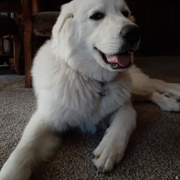 Great Pyrenees All Grown Up from The Yosemite Pyrenees Ranch