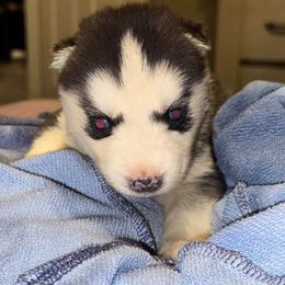 Female - Black and white female Siberian Husky puppy in Doswell, Virginia from Shinko Siberians