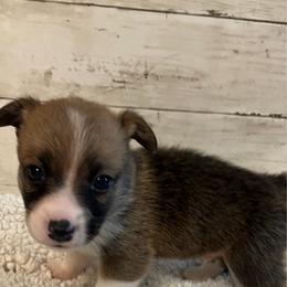 PB boy 1 - White and red male Pembroke Welsh Corgi puppy in Dickinson, Texas from Gulf Coast Corgis