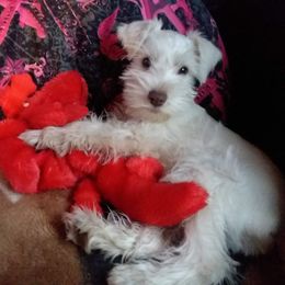 Miniature Schnauzers from A+Schnauzer Lovers of Greenville