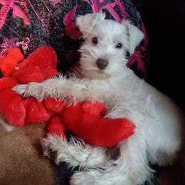 Miniature Schnauzers from A+Schnauzer Lovers of Greenville
