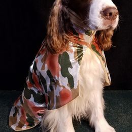 English Cocker Spaniel and English Springer Spaniel All Grown Up from Shogun Spaniels