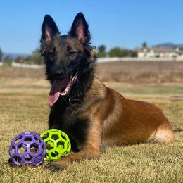 Belgian Tervuren from Ikonic Working Belgians