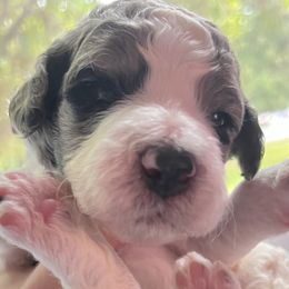 Aussiedoodle Puppies from Kiki’s Doodles