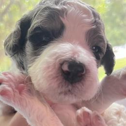Aussiedoodle Puppies from Kiki’s Doodles