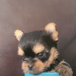 Yorkshire Terrier Puppies from Empress Kiss Yorkies