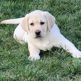 Labrador Retrievers from Helvetia Labradors