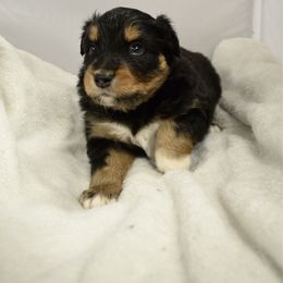 Charger - Black tri-color male Australian Shepherd puppy in Guthrie, Oklahoma from BB Blu Aussies