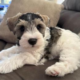 Bernie - Parti male Miniature Schnauzer puppy in Howe, Texas from Poppy’s Mini Schnauzers